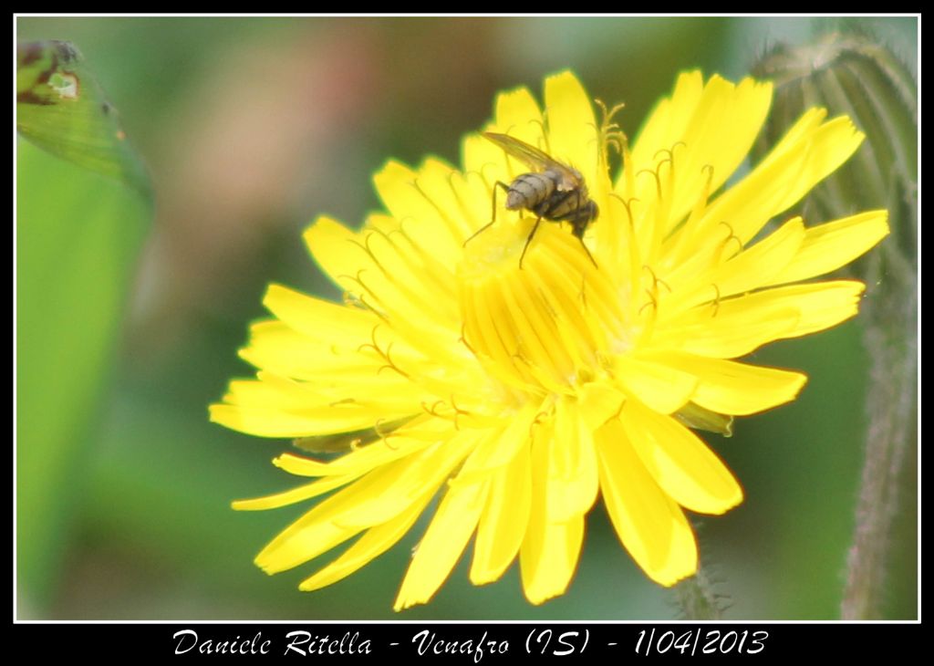 Identificazione 